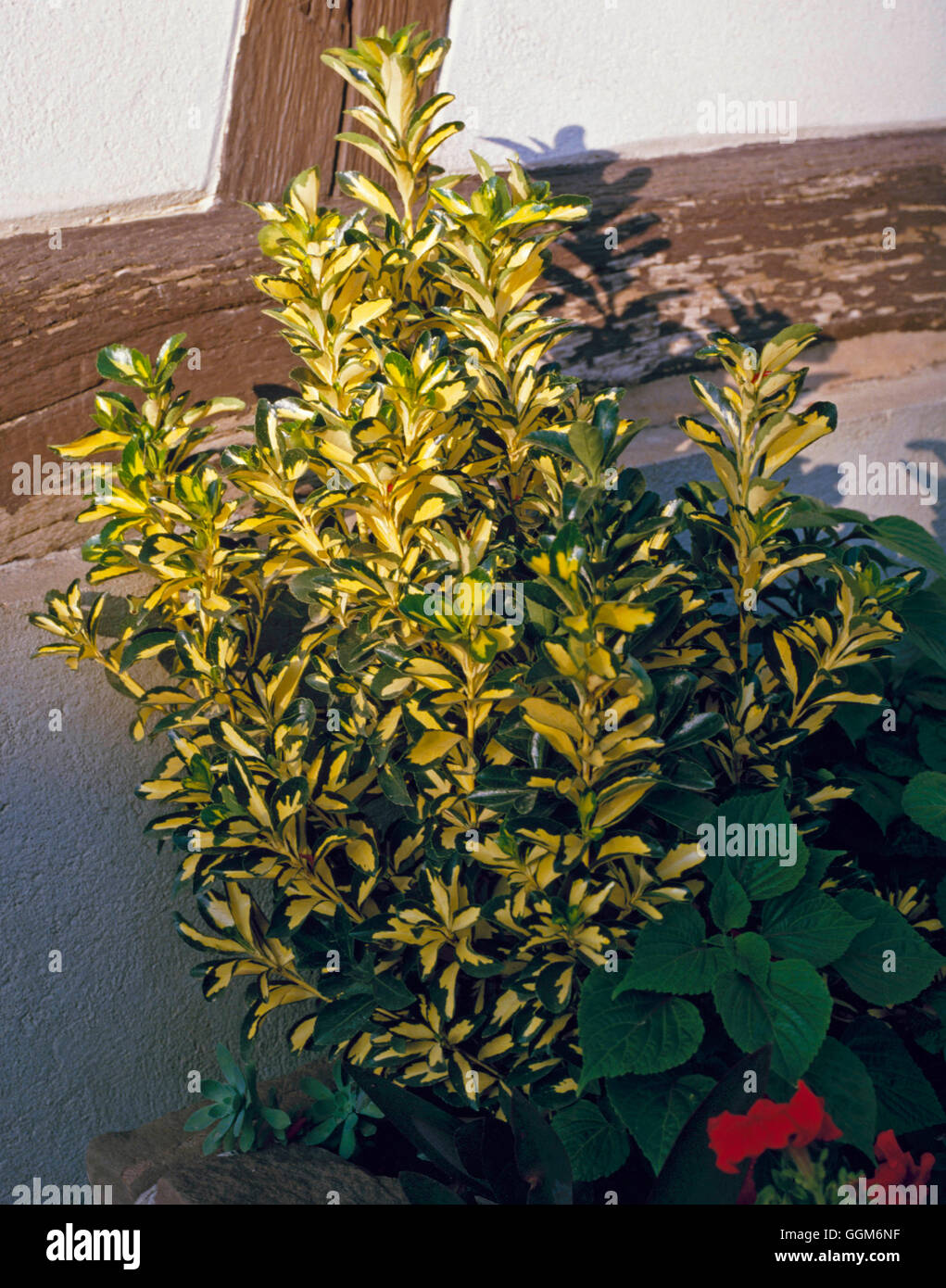 Euonymus japonicus aureopictus hires stock photography and images Alamy